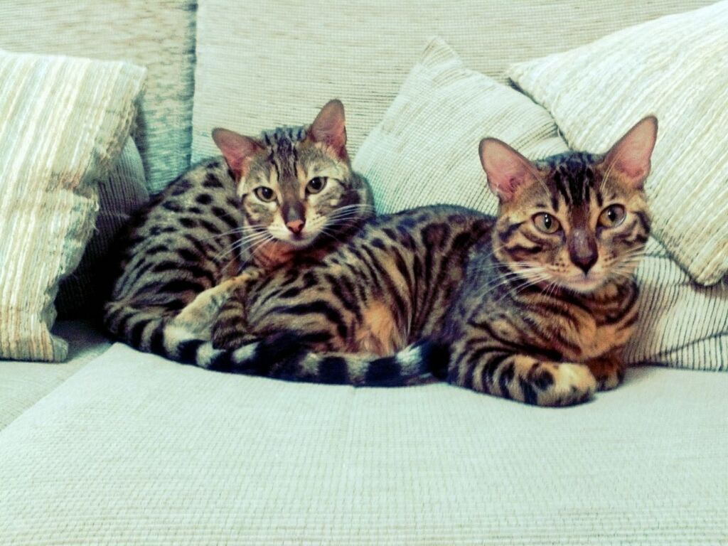 domestic cat, cat, animal themes, pets, domestic animals, feline, mammal, relaxation, one animal, resting, indoors, lying down, portrait, whisker, looking at camera, two animals, comfortable, bed, full length, tabby