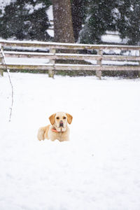 Dog on snow covered field