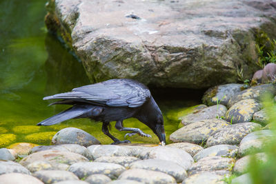 A beautiful black crow at the pond in par, eating. bird portrait.