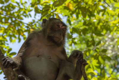 Long-tailed macaques