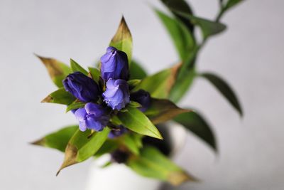 Close-up of purple flowering plant over white background