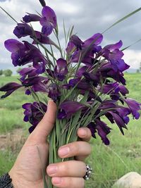 Close-up of hand holding purple flowering plant