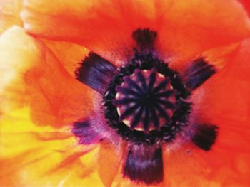 Close-up of yellow flower