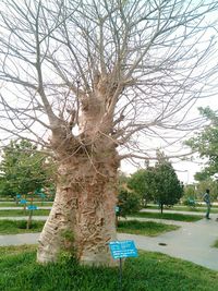Bare trees against sky