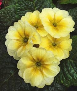 Close-up of yellow flowers