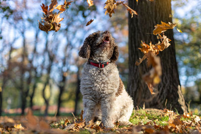 Dog enjoying autumn leaves falling down on grass