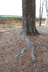 Tree trunk on field