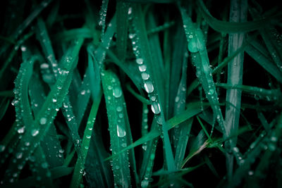Close-up of wet grass during rainy season