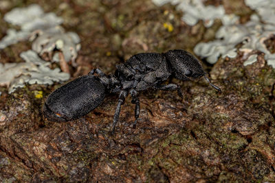 Close-up of insect