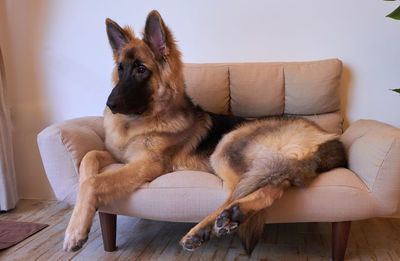 Portrait of dog sitting on sofa at home