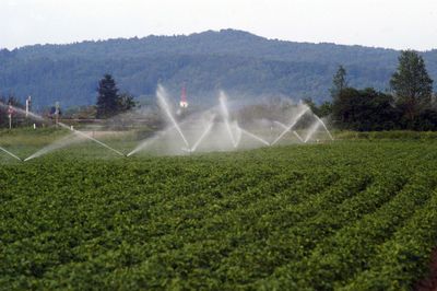 Scenic view of agricultural field against sky