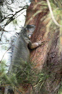Squirrel on tree trunk