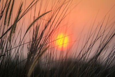 Close-up of stalks in field against orange sky