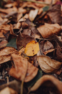 Close-up of dried autumn leaves on land