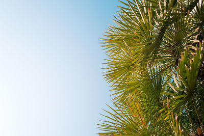 Low angle view of palm tree against clear sky