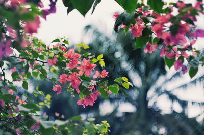 Close-up of flowers blooming outdoors