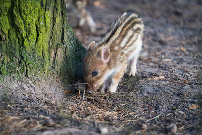 Close-up of piglet in forest 