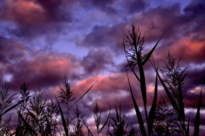 Low angle view of trees against cloudy sky