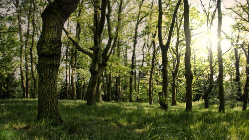 Trees in forest