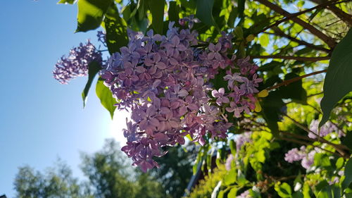 Low angle view of purple flowering plant