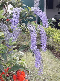 Close-up of purple flowering plants in yard