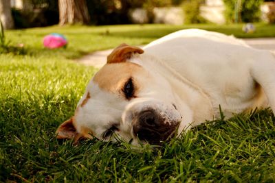 Dog lying on grass