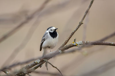 Close-up of bird perching on twig