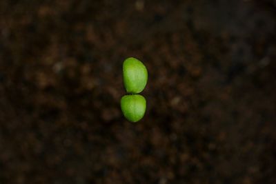 High angle view of green ball on leaf