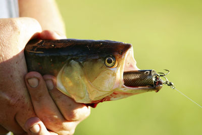 Close-up of hand holding fish