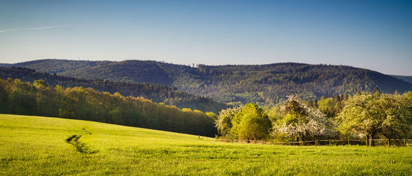 Scenic view of field against clear sky