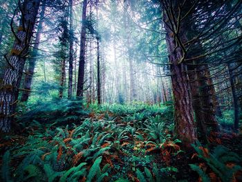 Pine trees in forest