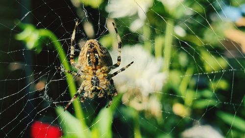 Close-up of spider on web