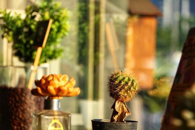 Close-up of potted plant