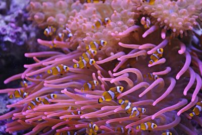 Close-up of coral in sea