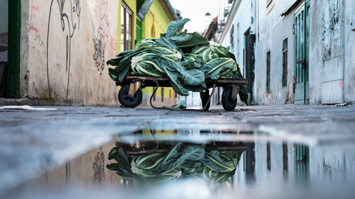 Vegetables on cart by puddle amidst buildings