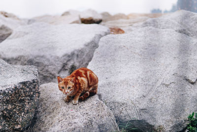 Portrait of horse on rock