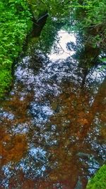 Reflection of trees in lake