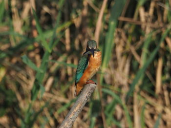 Close-up of bird perching on wood