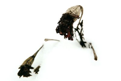 Close-up of crab on snow