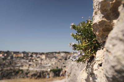 Close-up of flowering plant against clear sky