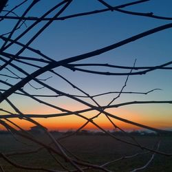 Close-up of silhouette tree against clear sky at sunset