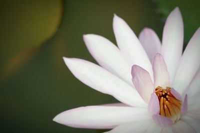 Close-up of white flowering plant