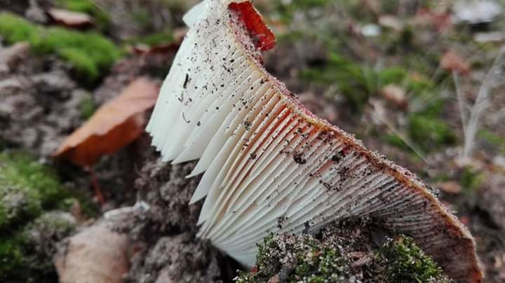 CLOSE-UP OF MUSHROOM GROWING ON TREE STUMP IN FOREST