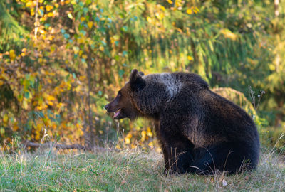 Side view of an animal on land