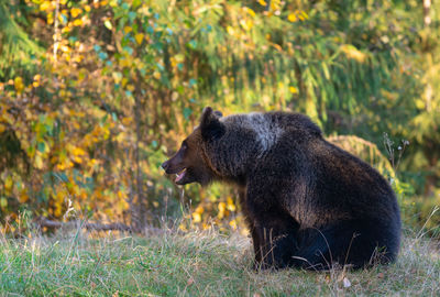 Brown bear in transylvania 