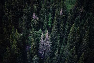 Pine trees in forest