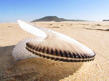 Close-up of a nautilus shell on the beach