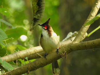 Close-up of bird perching on tree