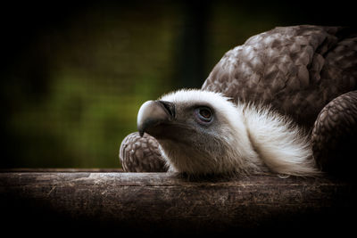 Close-up of a bird