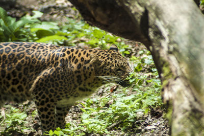 animal
